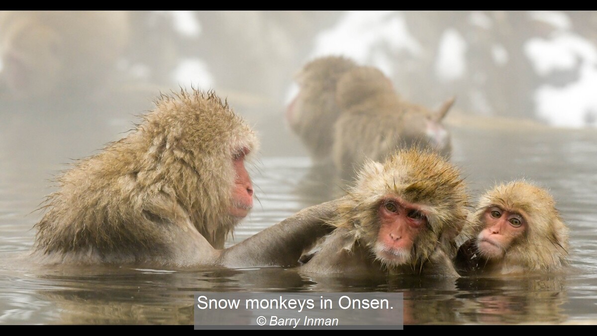 Snow monkeys in Onsen.